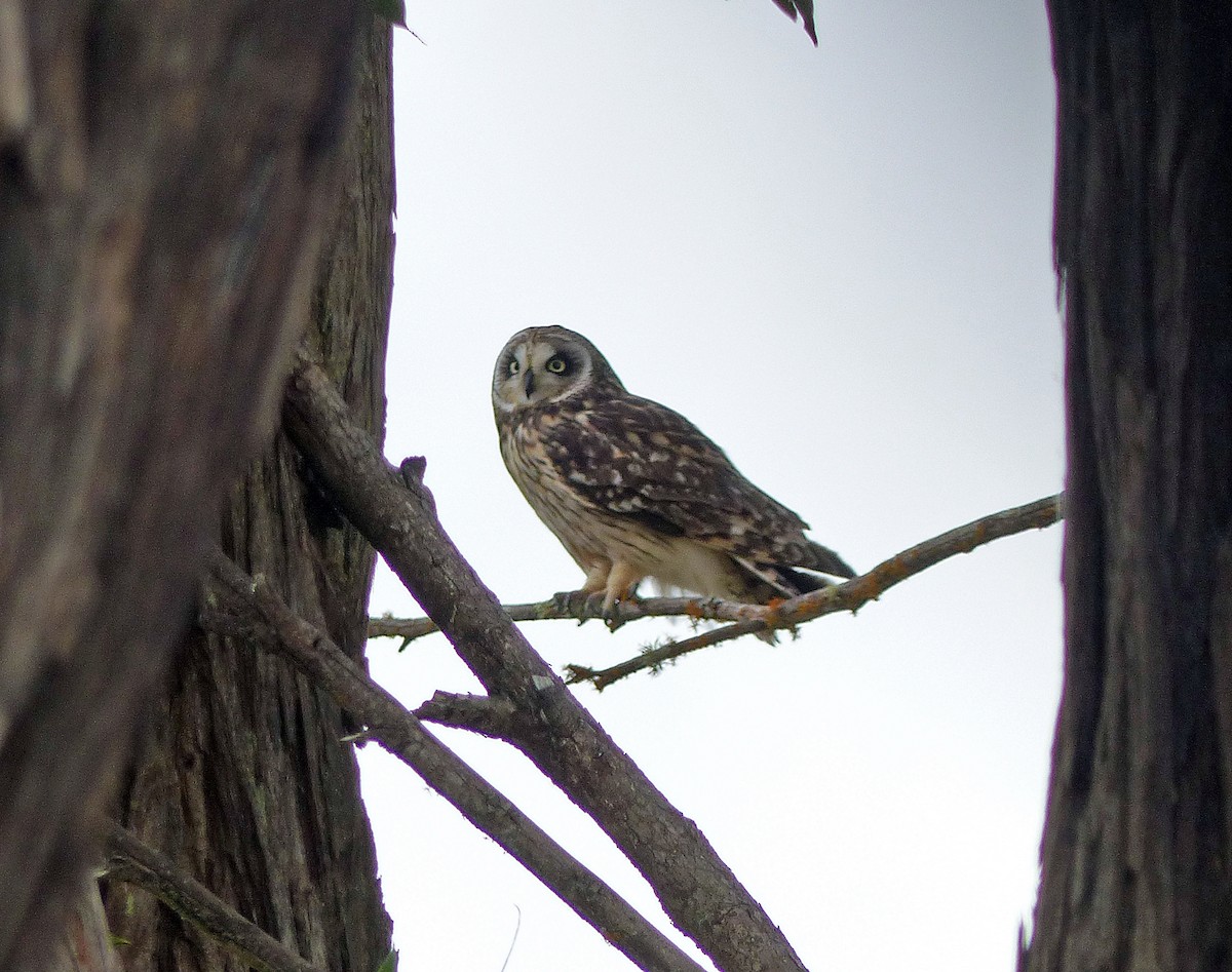 Short-eared Owl - ML620163845