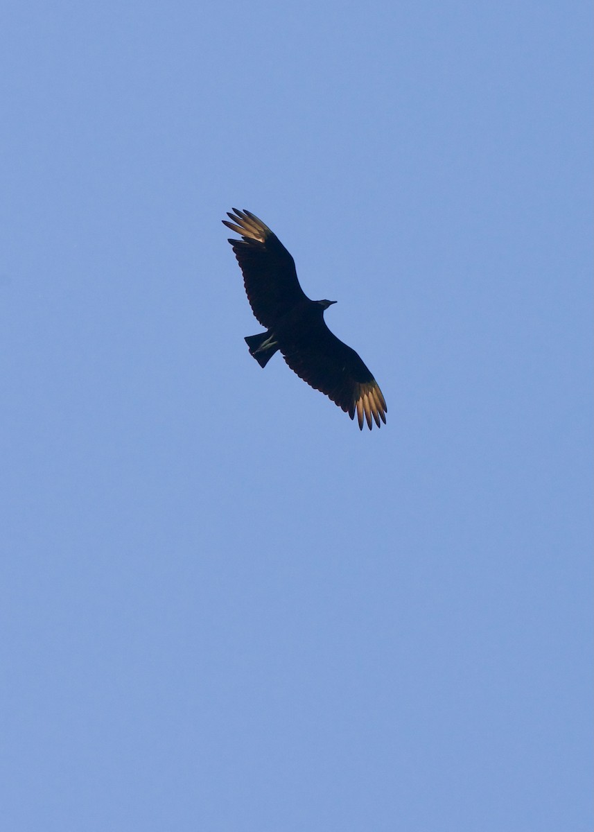 Black Vulture - ML620163850