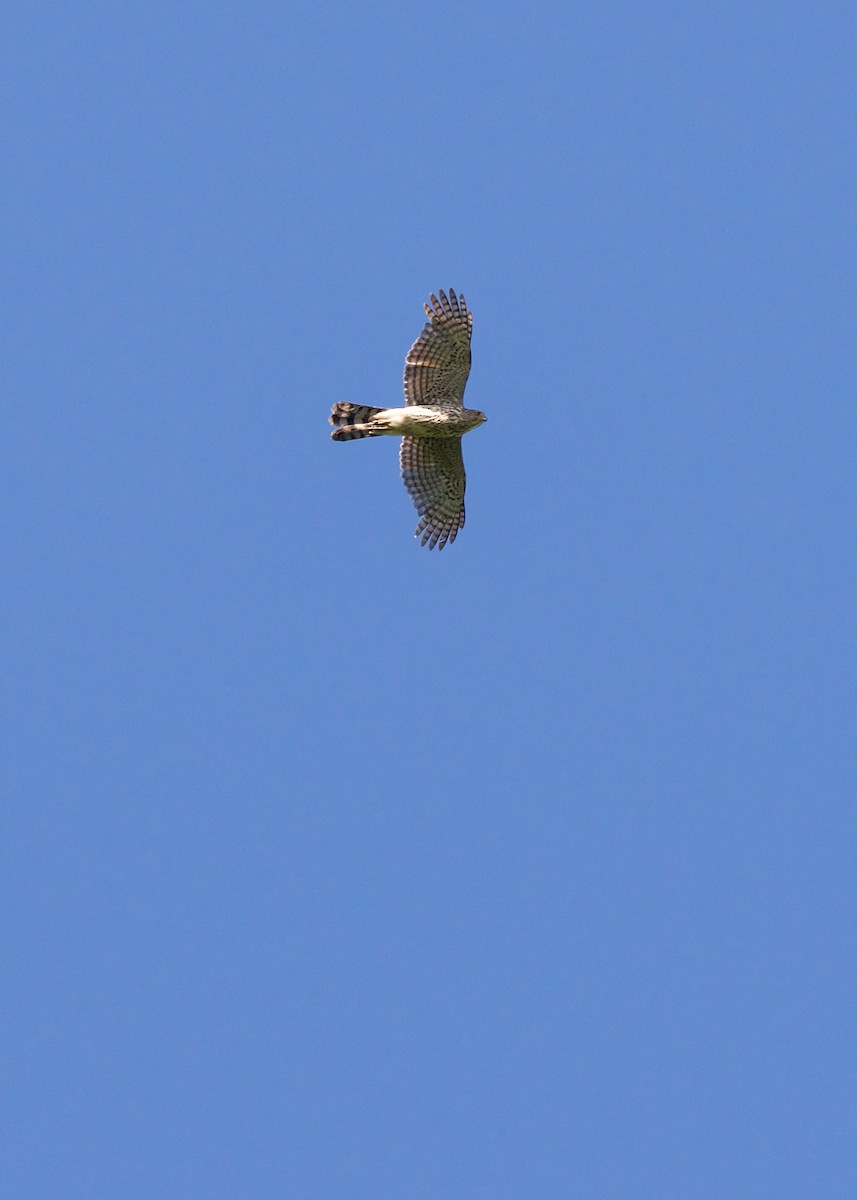 Cooper's Hawk - ML620163851