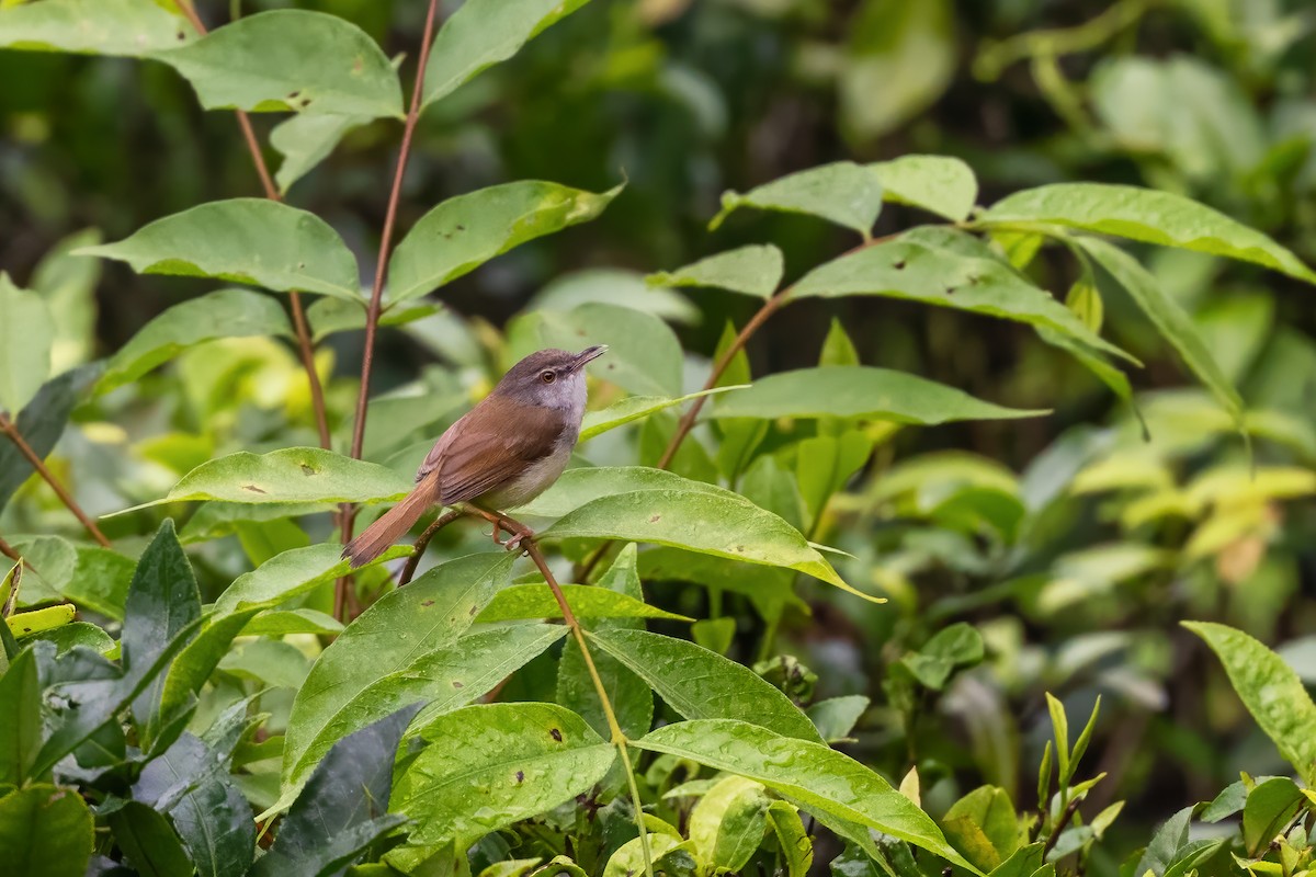 Rufescent Prinia - ML620163857