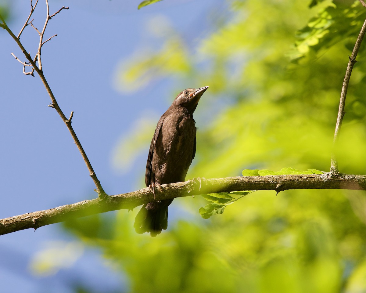 Common Grackle - ML620163878