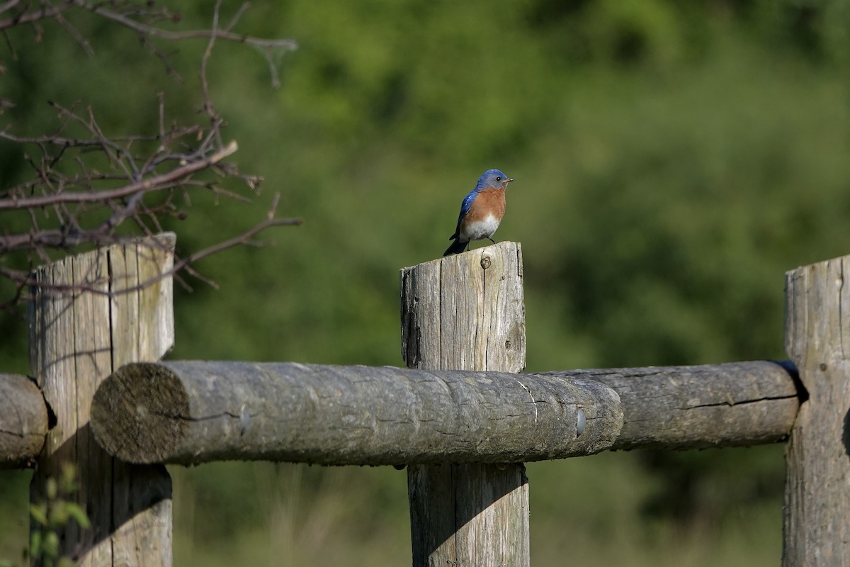 Eastern Bluebird - ML620163901