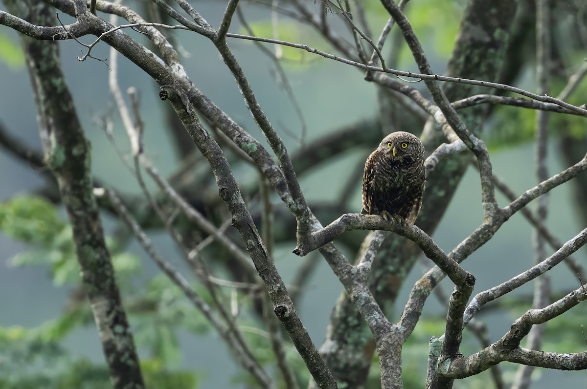Asian Barred Owlet - ML620163930