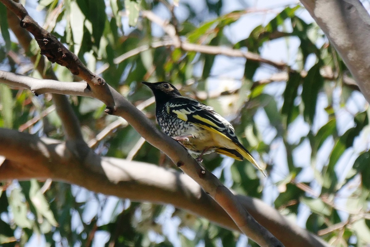 Regent Honeyeater - ML620163931