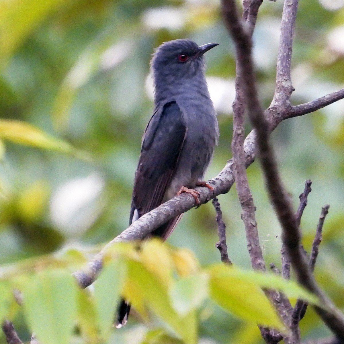 Gray-bellied Cuckoo - ML620163933