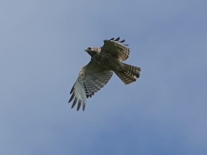 Red-shouldered Hawk - ML620163937