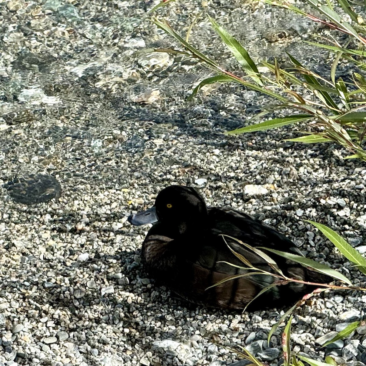 New Zealand Scaup - ML620163945