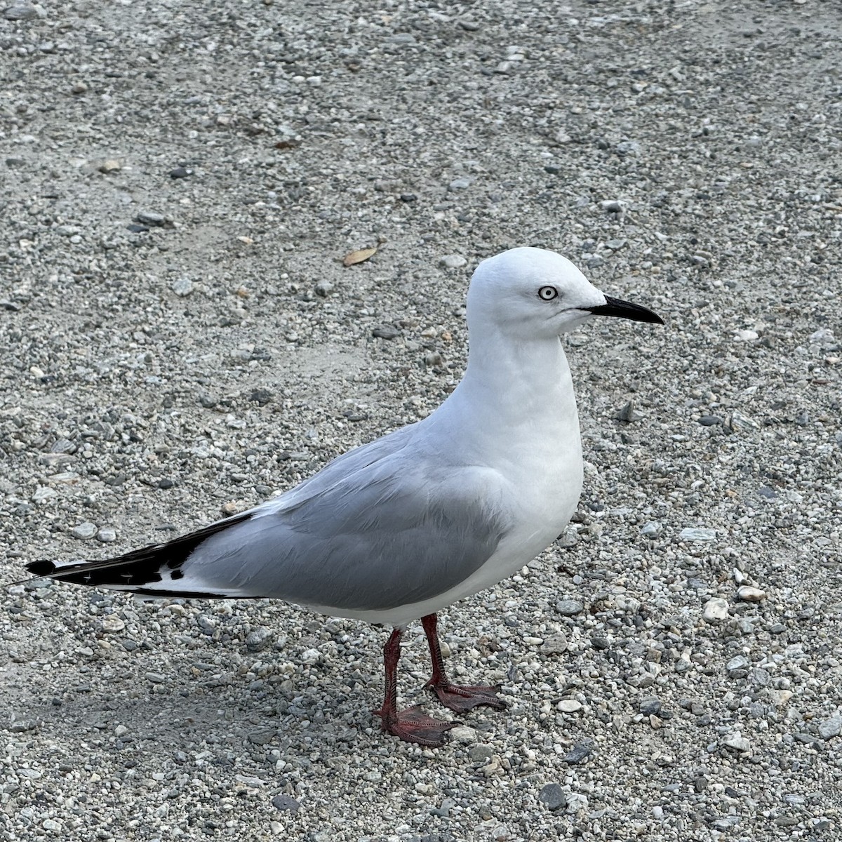 Black-billed Gull - ML620163947