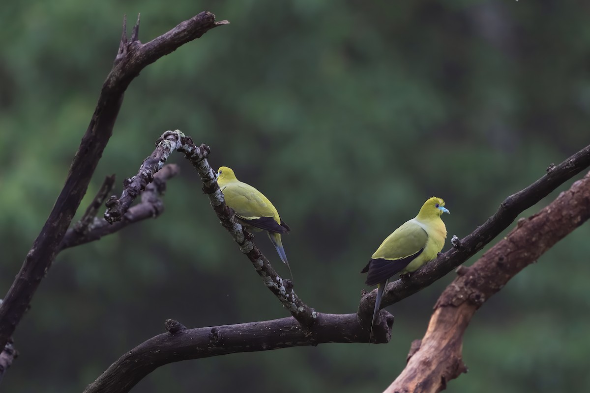Pin-tailed Green-Pigeon - Debarshi Duttagupta