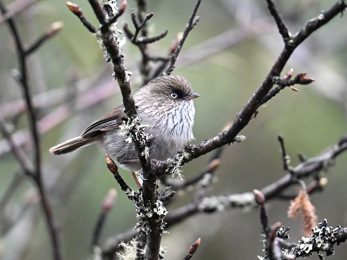 Chinese Fulvetta - peng su