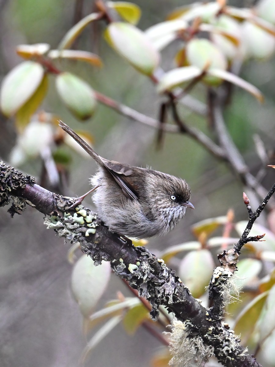 Fulvetta montagnarde - ML620163956