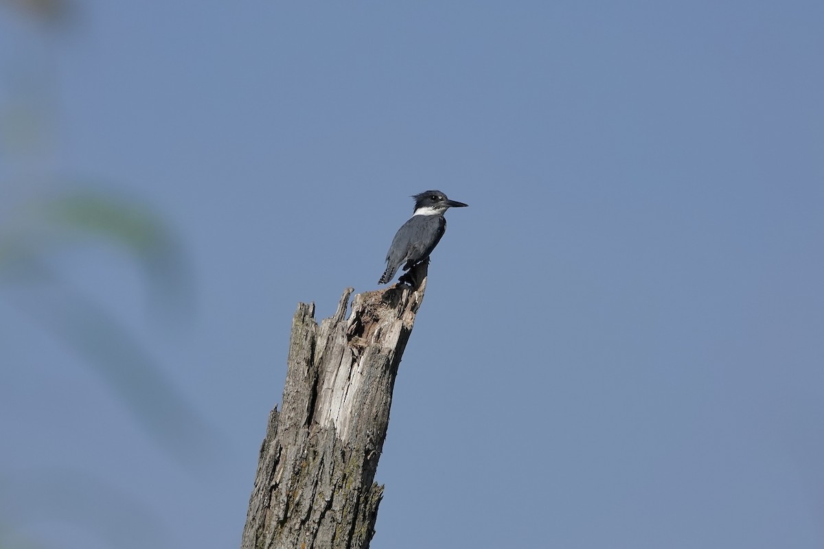 Belted Kingfisher - ML620163971