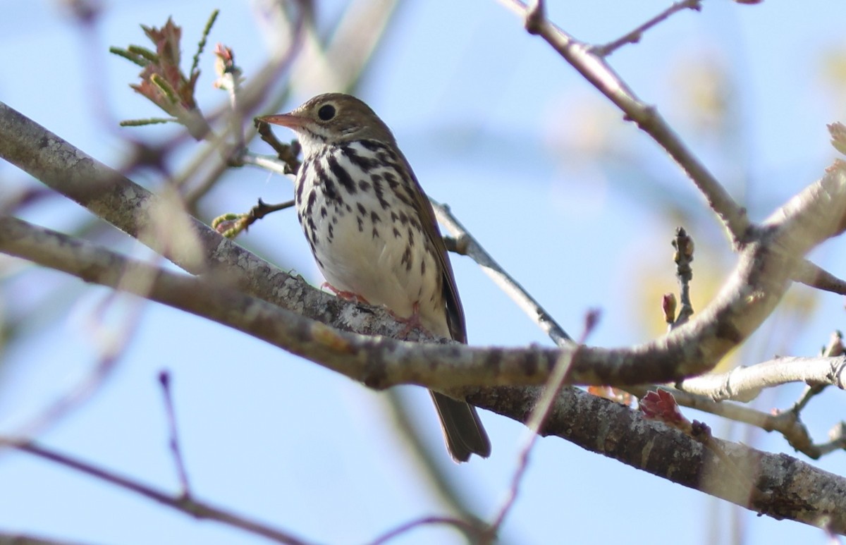 Ovenbird - ML620163976