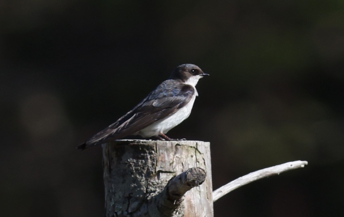 Golondrina Bicolor - ML620163978