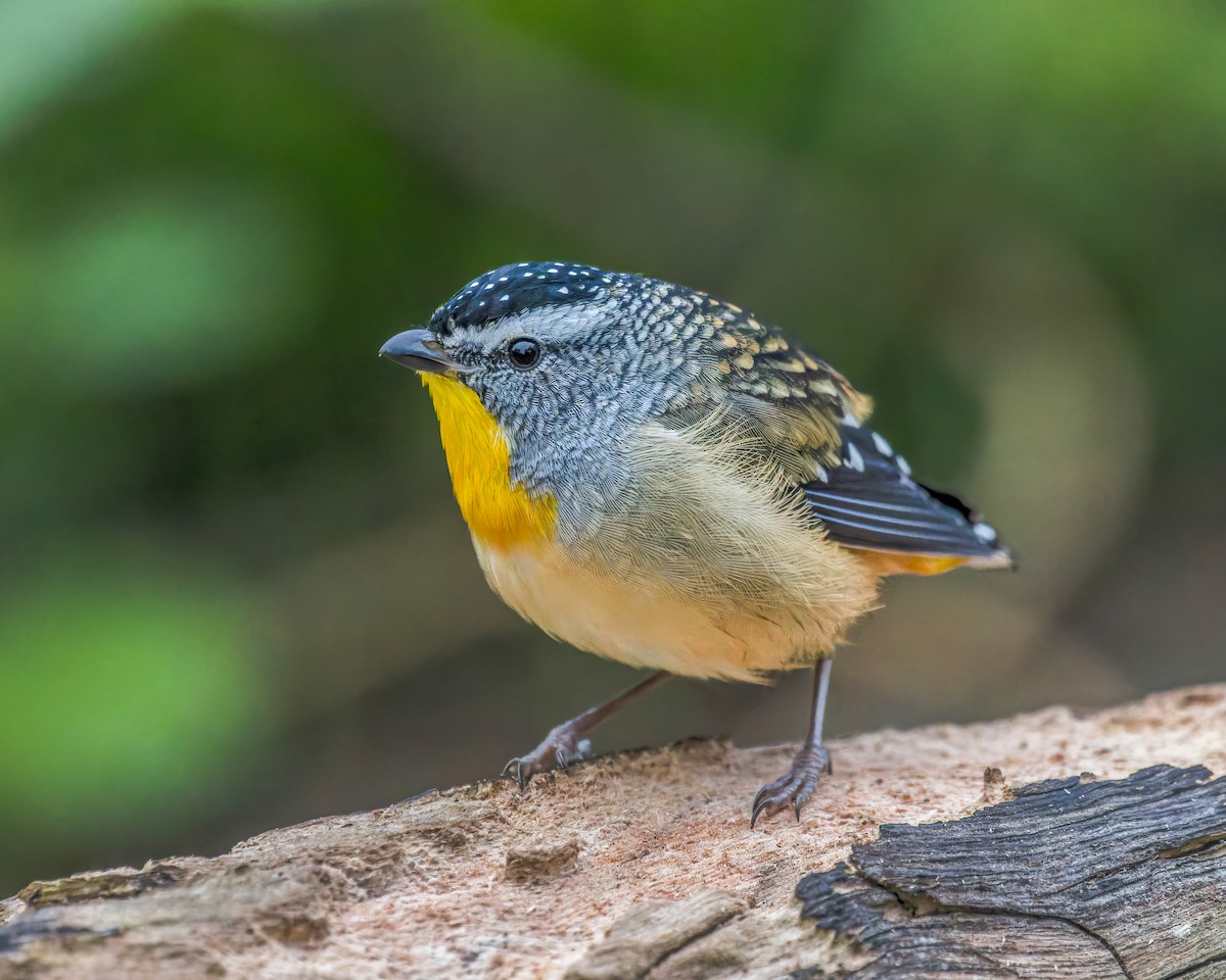 Spotted Pardalote - ML620163999