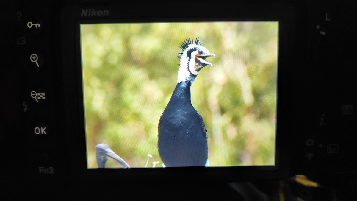 Great Cormorant - ML620164005