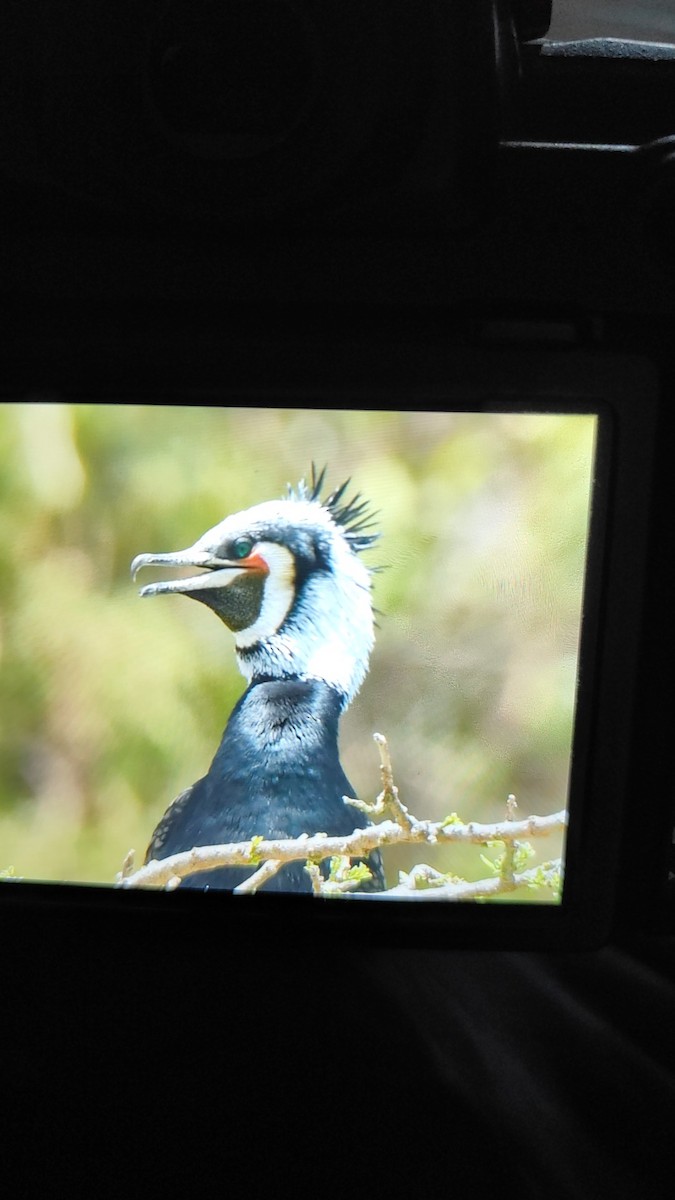 Great Cormorant - Nirav Raval
