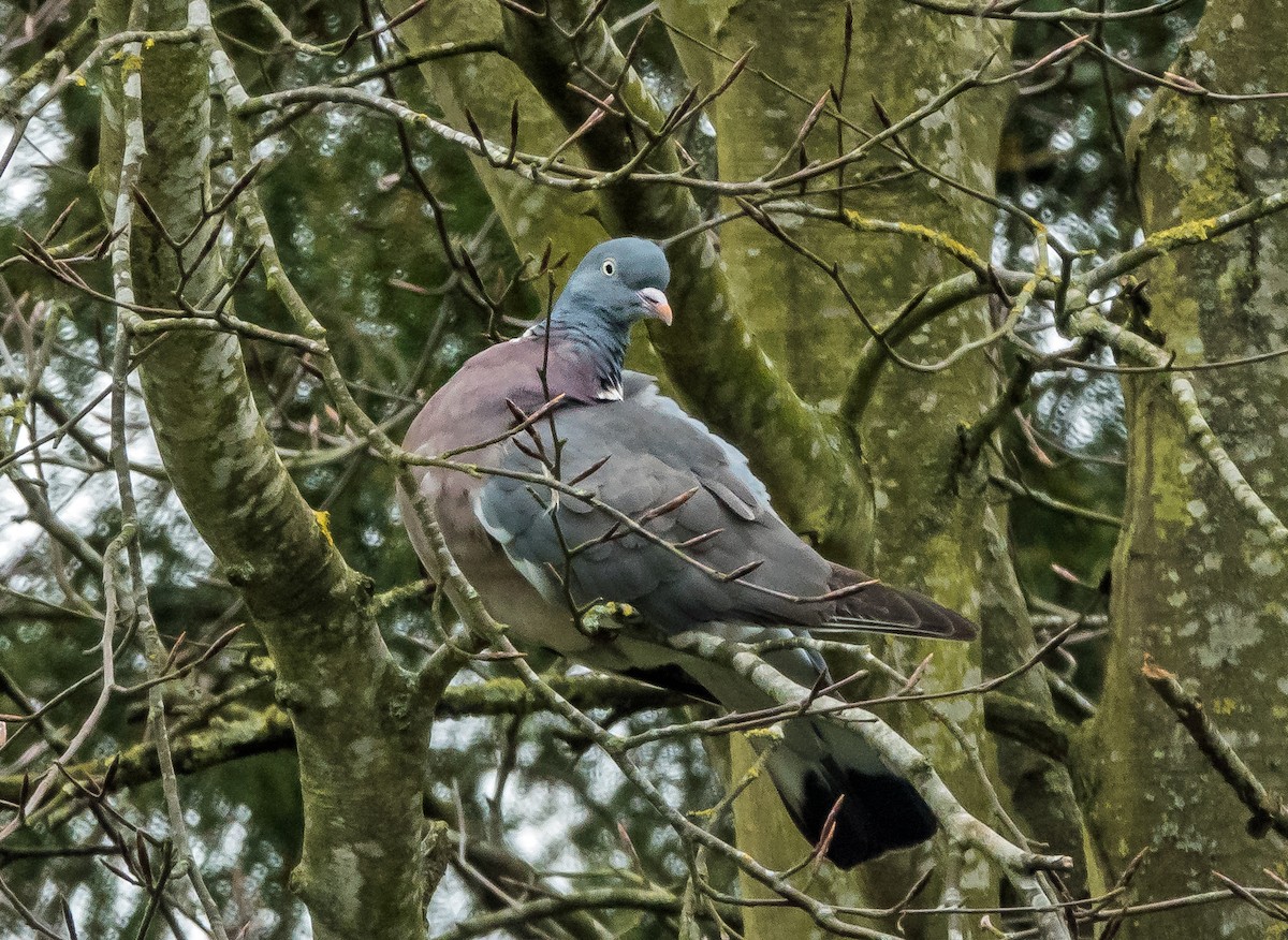 Common Wood-Pigeon - ML620164008