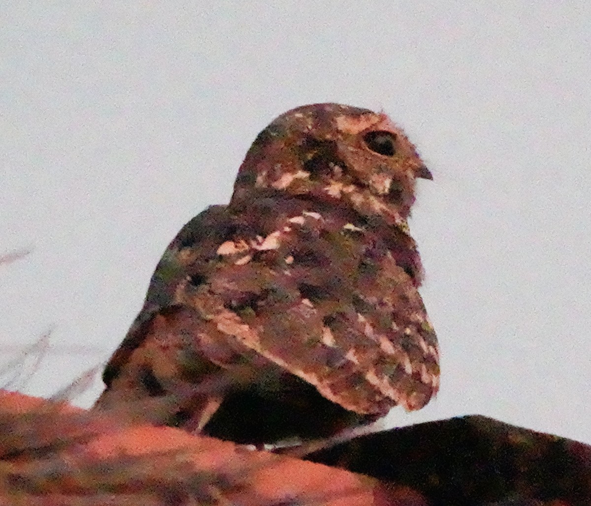 Savanna Nightjar - edgar cleijne