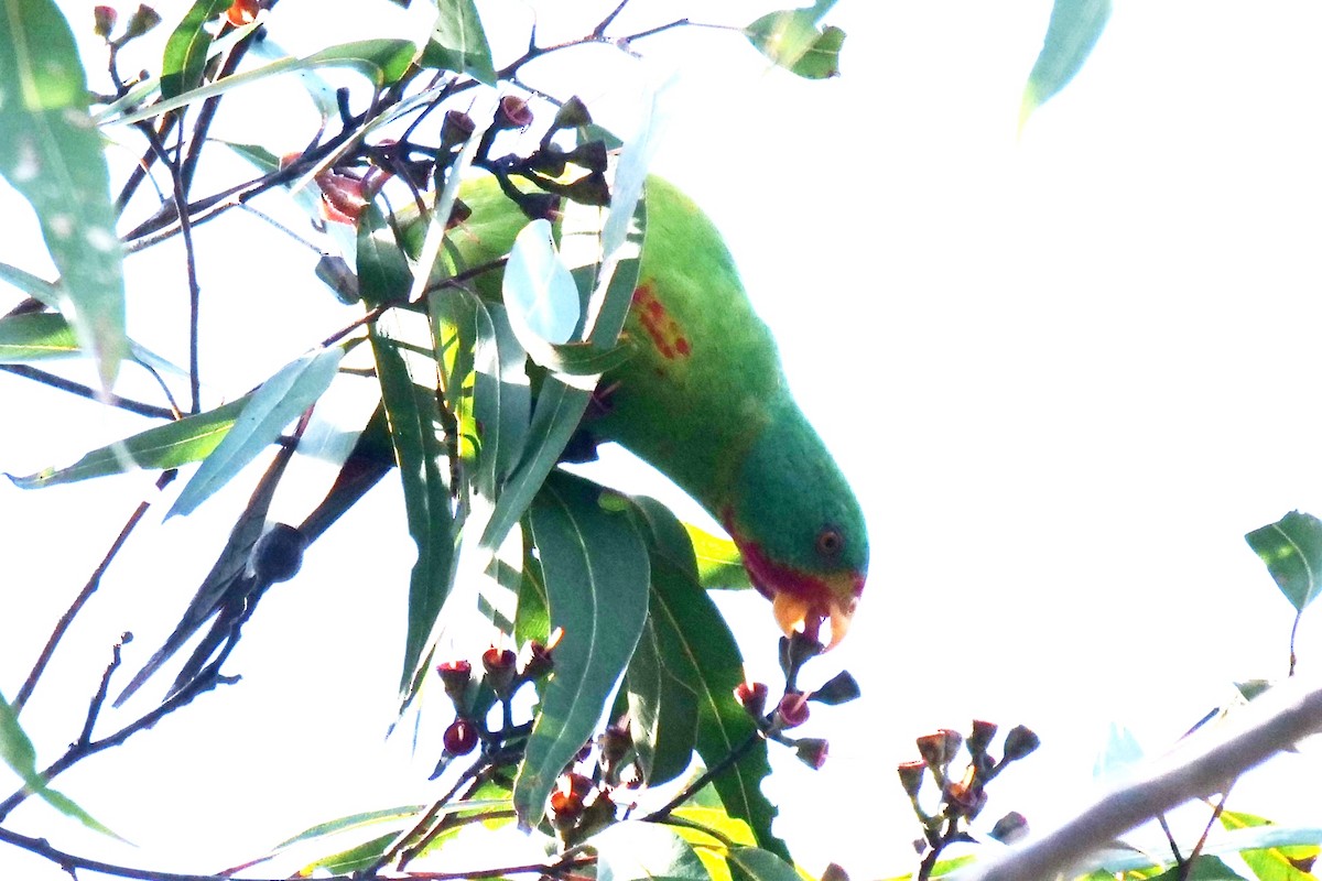 Swift Parrot - ML620164031