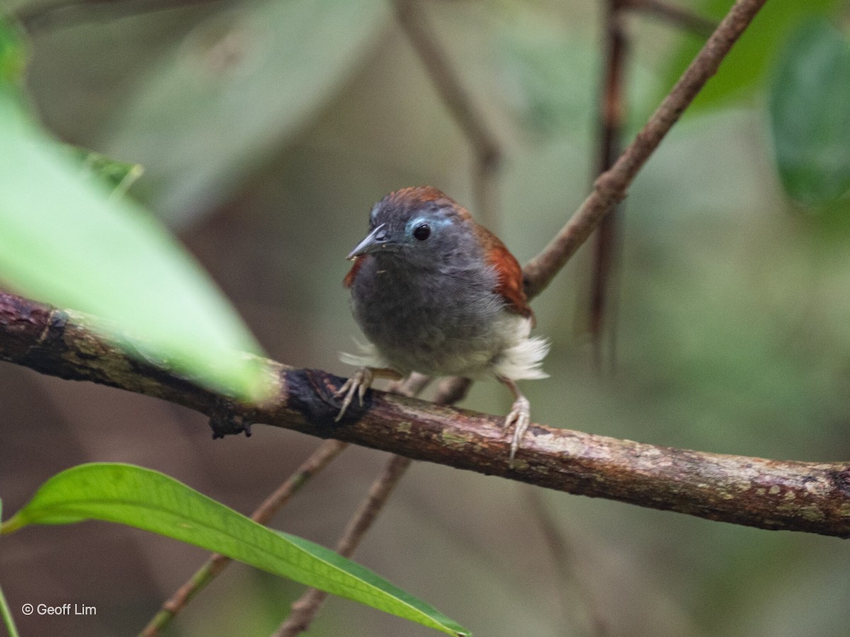 Chestnut-winged Babbler - ML620164037