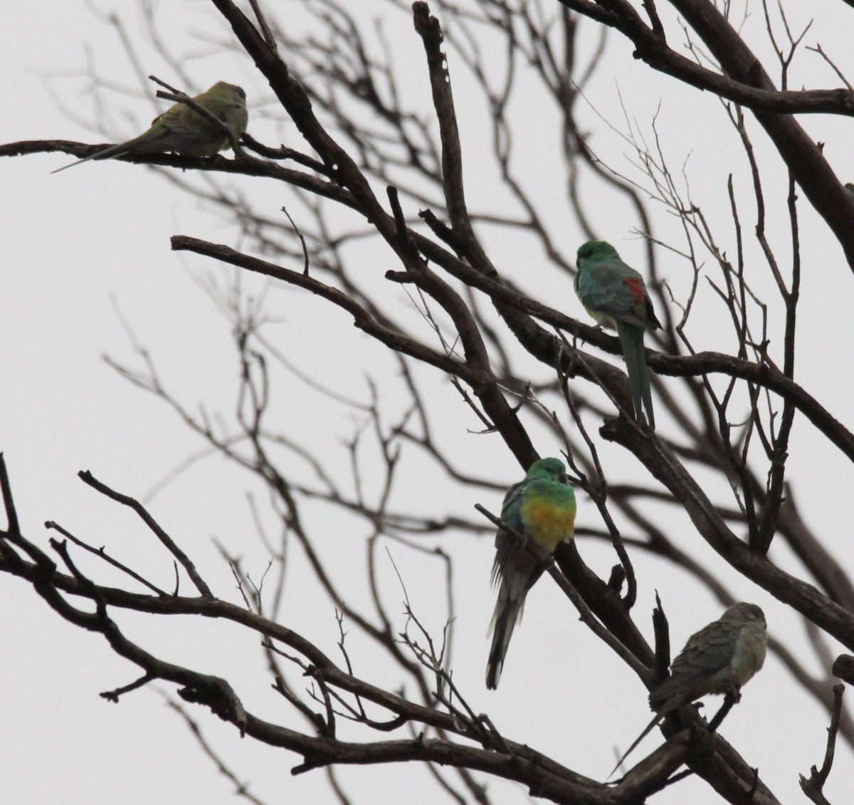 Red-rumped Parrot - ML620164039