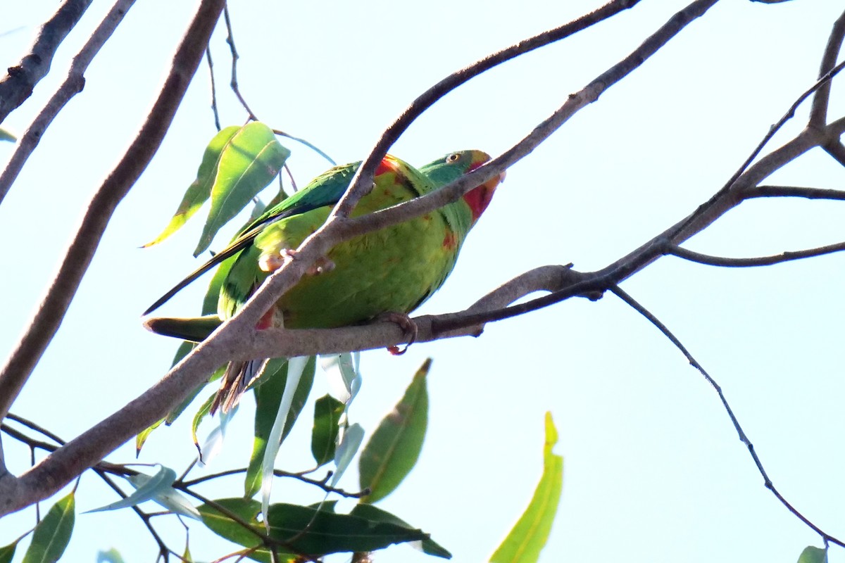 Swift Parrot - ML620164048