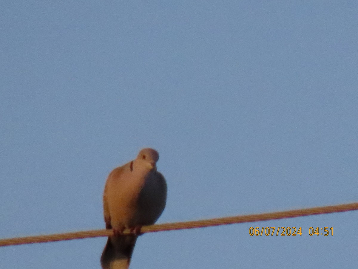 Eurasian Collared-Dove - ML620164050