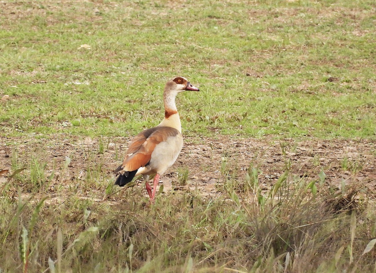 Egyptian Goose - ML620164053