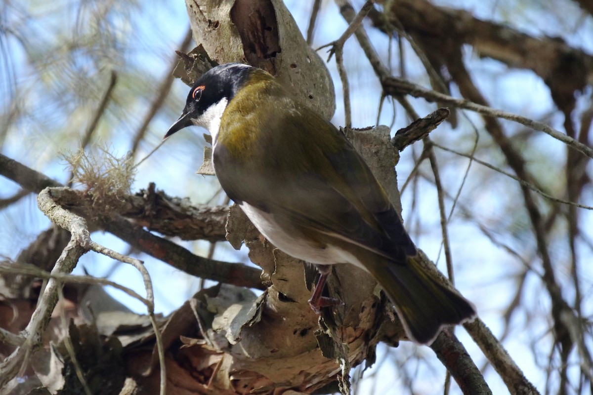 White-naped Honeyeater - ML620164055