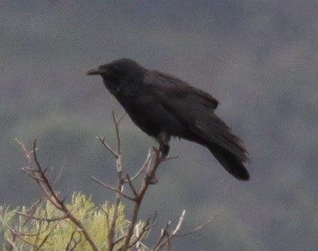 Australian Raven - ML620164059