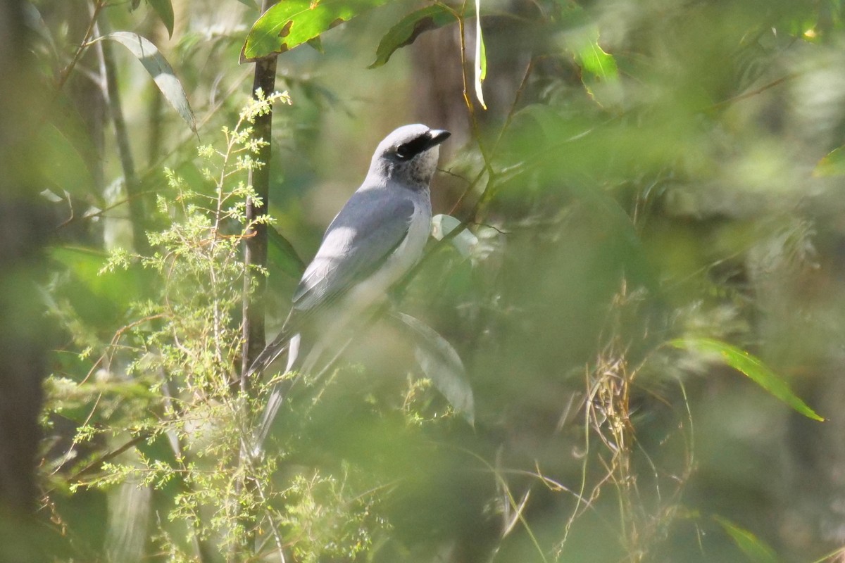 White-bellied Cuckooshrike - ML620164079