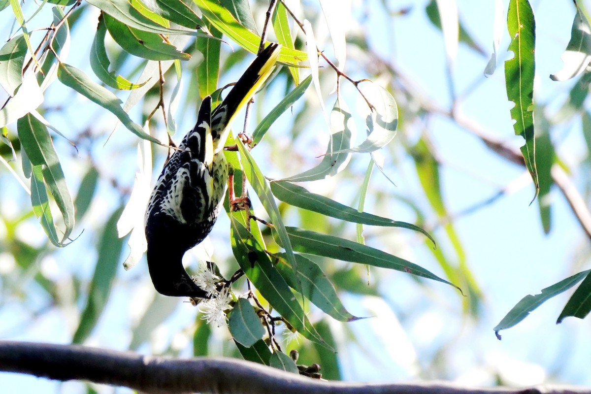 Regent Honeyeater - ML620164095