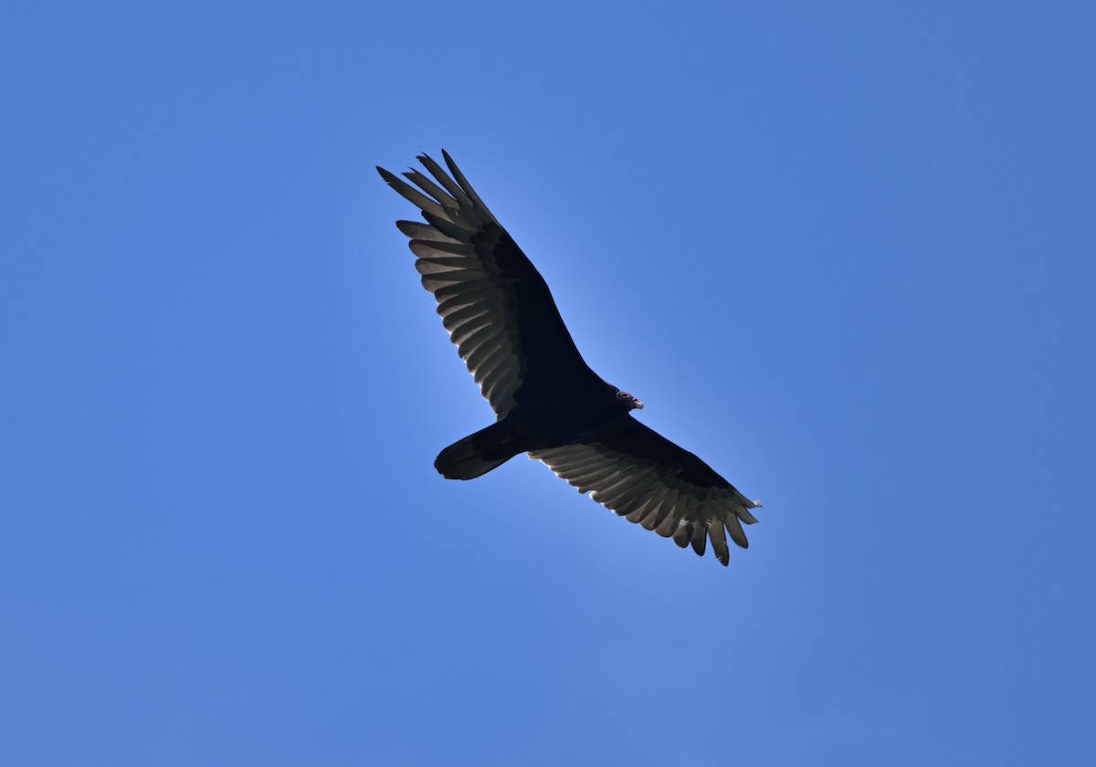 Turkey Vulture - ML620164096