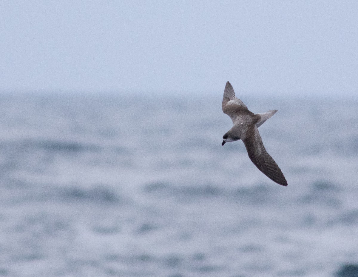 Fea's Petrel - ML620164100