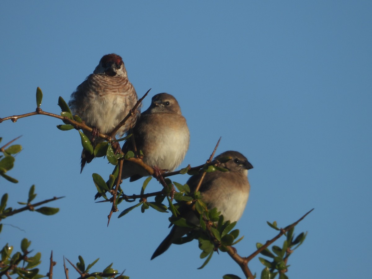 Plum-headed Finch - ML620164105