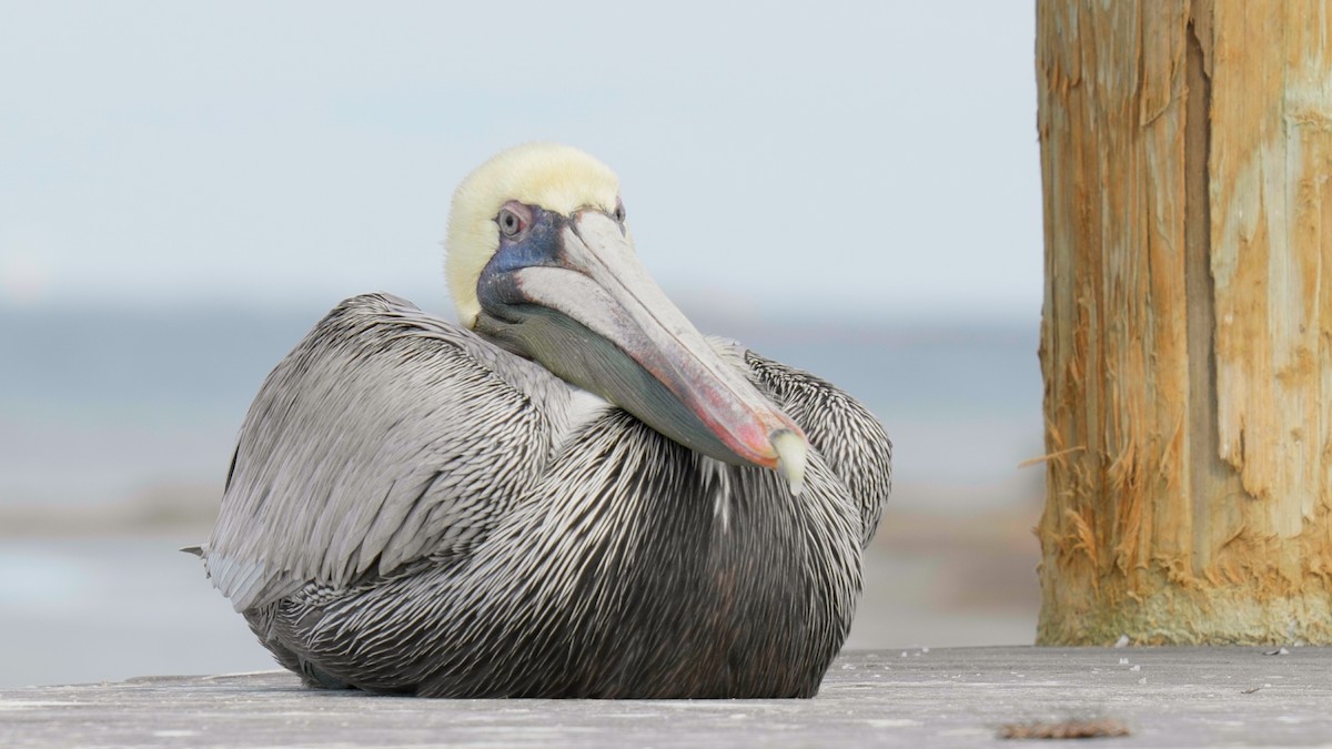 pelikán hnědý - ML620164112