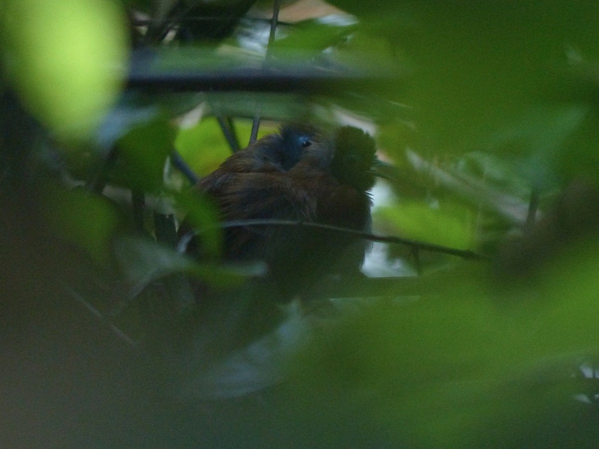 Chestnut-winged Babbler - ML620164118