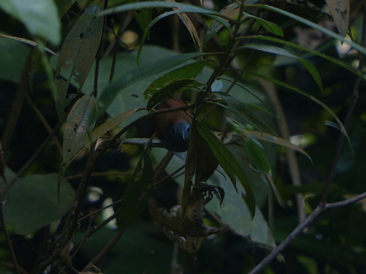 Chestnut-winged Babbler - ML620164119