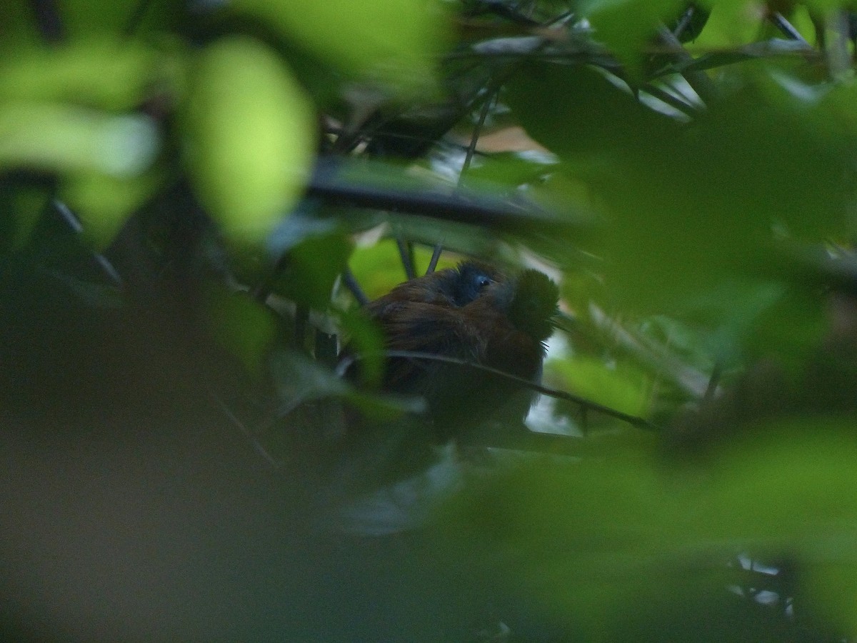 Chestnut-winged Babbler - Anonymous