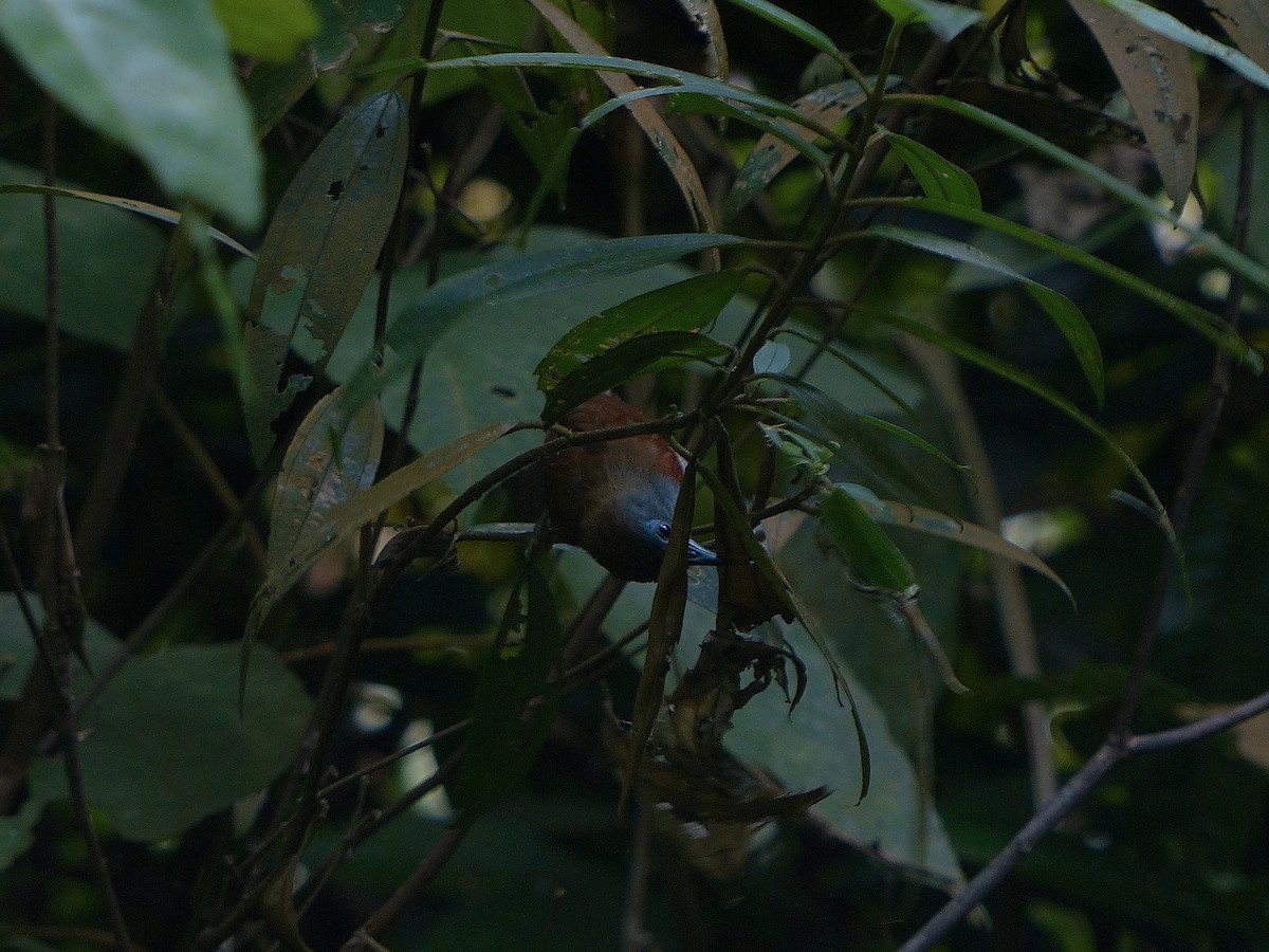 Chestnut-winged Babbler - Anonymous