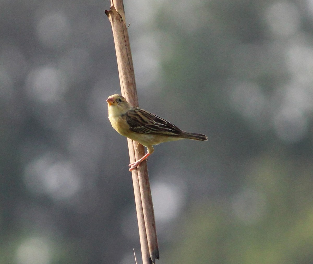 Baya Weaver - ML620164129