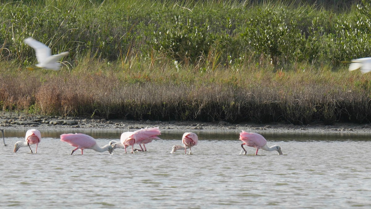 Roseate Spoonbill - ML620164135