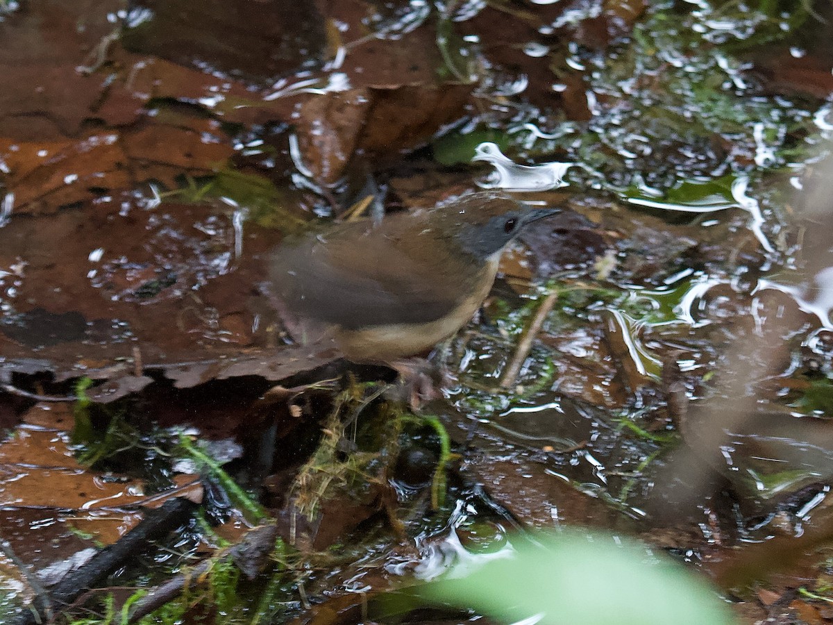Short-tailed Babbler - Anonymous