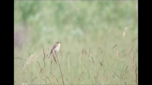 ハシボソヨシキリ - ML620164152