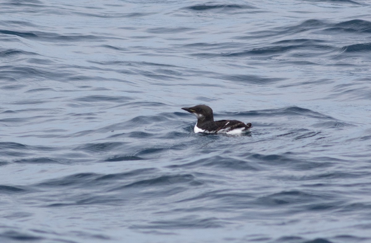 Thick-billed Murre - ML620164153