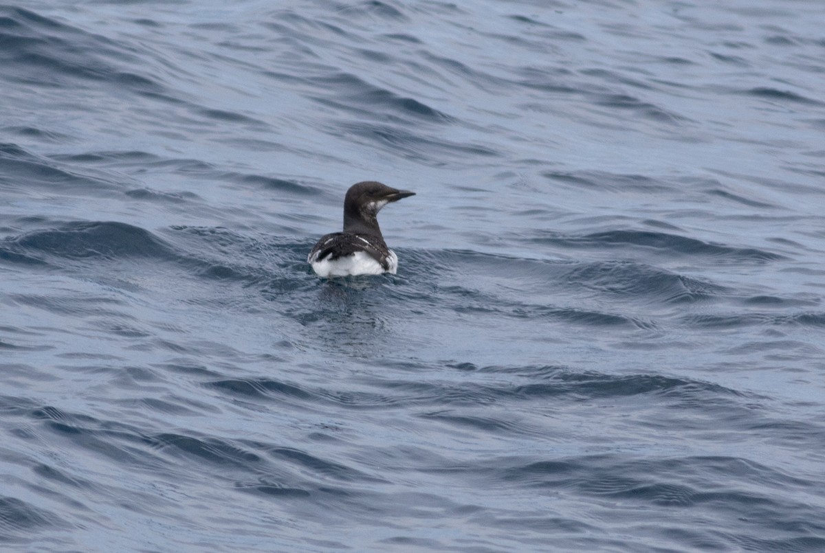 Thick-billed Murre - ML620164154