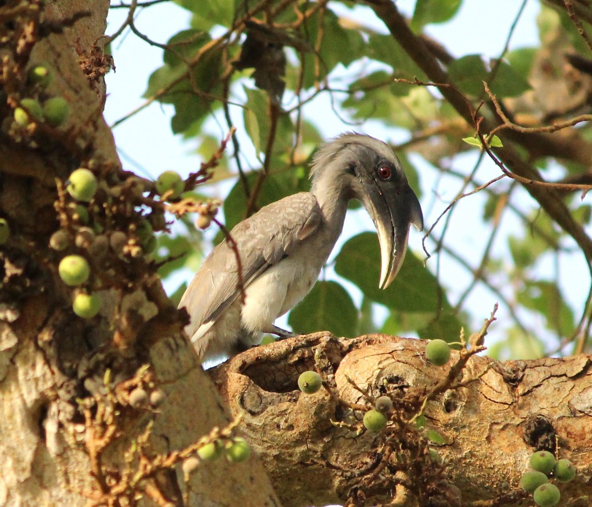 Indian Gray Hornbill - ML620164157