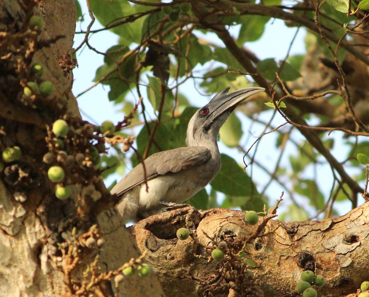 Indian Gray Hornbill - ML620164158