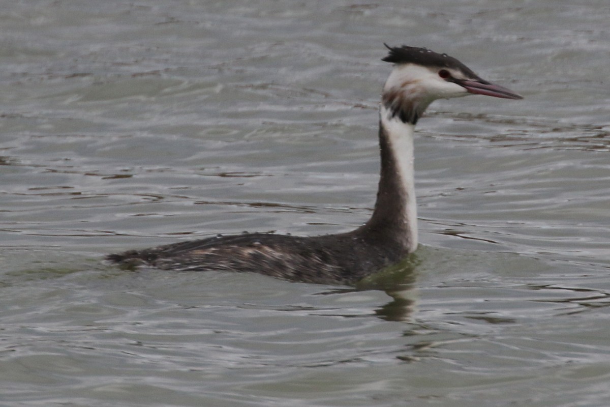 Great Crested Grebe - ML620164159